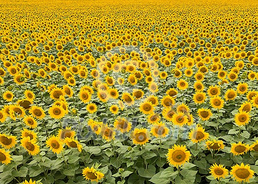 Agricultured field of blooming sunflowers at summer sunset. Panoramic view from drone. Natural flowering background