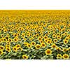 Agricultured field of blooming sunflowers at summer sunset. Panoramic view from drone. Natural flowering background