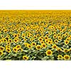 Agricultured field of blooming sunflowers at summer sunset. Panoramic view from drone. Natural flowering background
