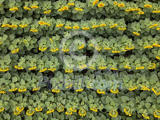 Aerial view from drone to beautiful yellow field with sunflowers at summer day. Natural flowering background. Top view. Aerial view from drone to beautiful yellow field with sunflowers at summer day. Natural flowering background. Top view.