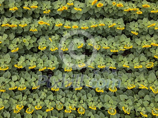 Aerial view from drone to beautiful yellow field with sunflowers at summer day. Natural flowering background. Top view.