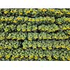 Aerial view from drone to beautiful yellow field with sunflowers at summer day. Natural flowering background. Top view.