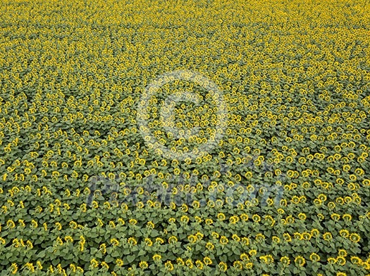 Panoramic view from drone to beautiful yellow field with sunflowers at summer sunny day. Natural flowering background. Top view. Panoramic view from drone to beautiful yellow field with sunflowers at summer sunny day. Natural flowering background. Top view.