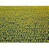 Panoramic view from drone to beautiful yellow field with sunflowers at summer sunny day. Natural flowering background. Top view.