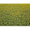 Panoramic view from drone to beautiful yellow field with sunflowers at summer sunny day. Natural flowering background. Top view.