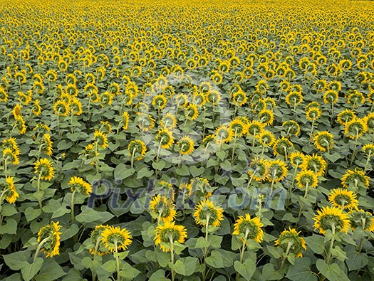 Agricultured field of blooming sunflowers at summer sunset. Panoramic view from drone. Natural flowering background Agricultured field of blooming sunflowers at summer sunset. Panoramic view from drone. Natural flowering background
