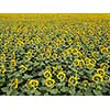 Agricultured field of blooming sunflowers at summer sunset. Panoramic view from drone. Natural flowering background