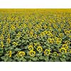 Agricultured field of blooming sunflowers at summer sunset. Panoramic view from drone. Natural flowering background