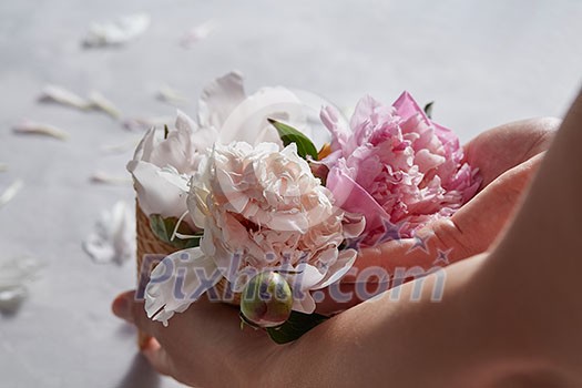 Female hands holding waffle cone with buds of pink peony around gray background decorated with flower petals. Copy space for text Female hands holding waffle cone with buds of pink peony around gray background decorated with flower petals. Copy space for text