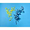 Floral composition with little yellow flowers petals and painted blue branch on a blue background witn place for text. Flat lay.