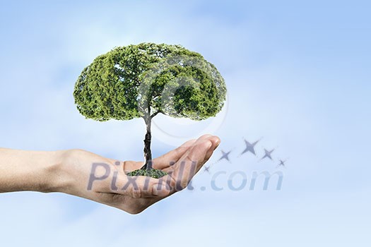Close up of hand holding green tree concept Close up of hand holding green tree concept