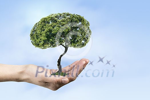 Close up of hand holding green tree concept Close up of hand holding green tree concept
