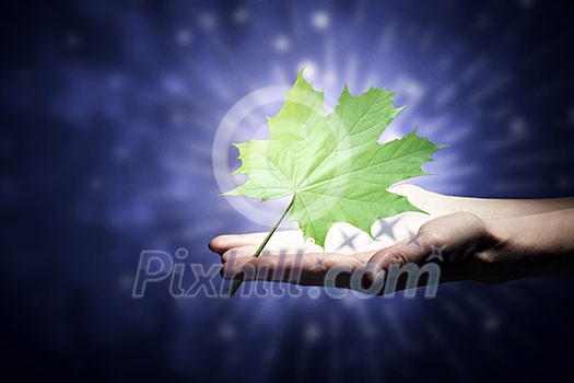Hand holding green maple leaf in hand Hand holding green maple leaf in hand