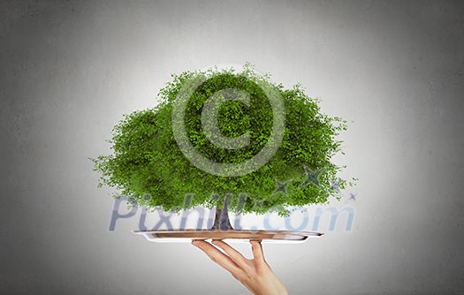Environmental concept with hand hold tray with green tree Environmental concept with hand hold tray with green tree