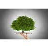 Environmental concept with hand hold tray with green tree