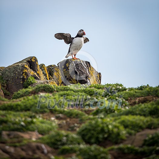 Puffins (Fratercula arctica), Isle of May, Scotland Puffins (Fratercula arctica), Isle of May, Scotland
