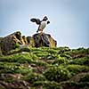 Puffins (Fratercula arctica), Isle of May, Scotland