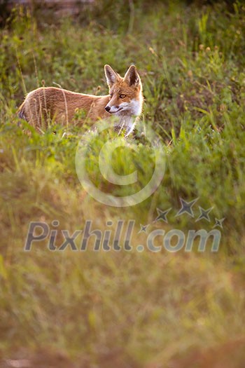 Red fox in its natural habitat - wildlife shot Red fox in its natural habitat - wildlife shot