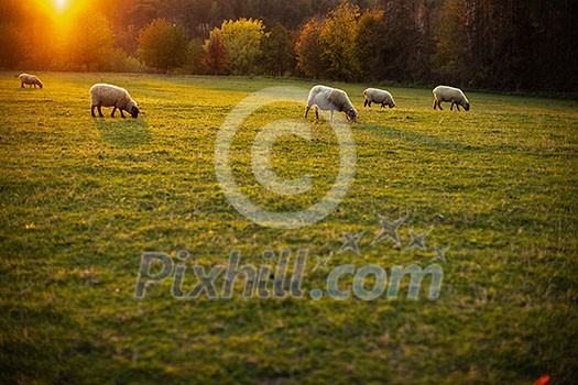 Sheep grazing on lush green pastures in warm evening light Sheep grazing on lush green pastures in warm evening light