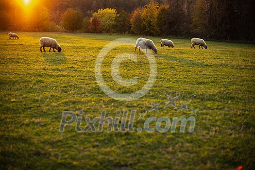 Sheep grazing on lush green pastures in warm evening light