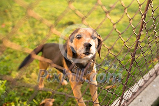 Cute guard dog behind fence, barking, checking you out