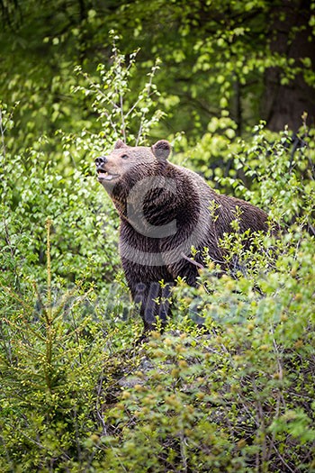 Brown bear (Ursus arctos) Brown bear (Ursus arctos)