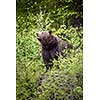 Brown bear (Ursus arctos)