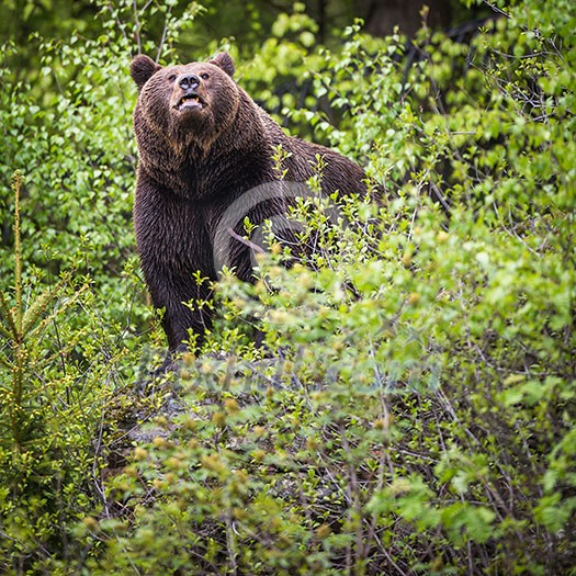 Brown bear (Ursus arctos) Brown bear (Ursus arctos)