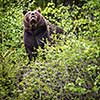 Brown bear (Ursus arctos)