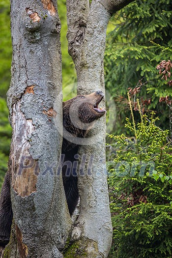 Brown bear (Ursus arctos) Brown bear (Ursus arctos)
