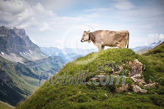 Brown mountain cows grazing on an alpine pasture in the Bernese Alps in summer. Grindelwald, Jungfrau region, Bernese Oberland, Switzerland