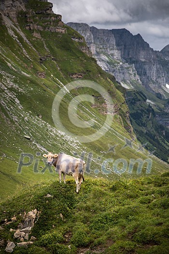 Brown mountain cows grazing on an alpine pasture in the Bernese Alps in summer. Grindelwald, Jungfrau region, Bernese Oberland, Switzerland Brown mountain cows grazing on an alpine pasture in the Bernese Alps in summer. Grindelwald, Jungfrau region, Bernese Oberland, Switzerland
