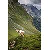 Brown mountain cows grazing on an alpine pasture in the Bernese Alps in summer. Grindelwald, Jungfrau region, Bernese Oberland, Switzerland