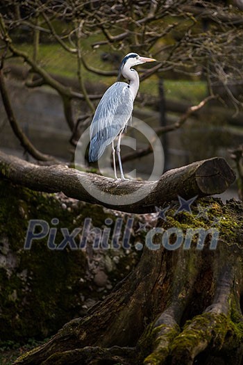 Grey Heron - wildlife in its natural habitat Grey Heron - wildlife in its natural habitat
