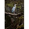 Grey Heron  - wildlife in its natural habitat