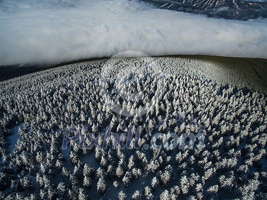 Aerial view of winter forest - trees covered with snow