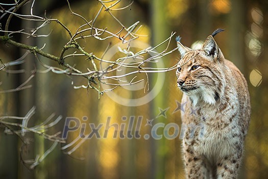 Eurasian Lynx (Lynx lynx) Eurasian Lynx (Lynx lynx)
