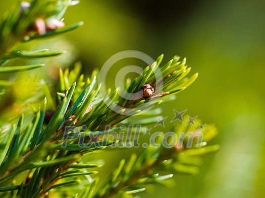 green  forest background prickly branches of a fur tree or pine tree