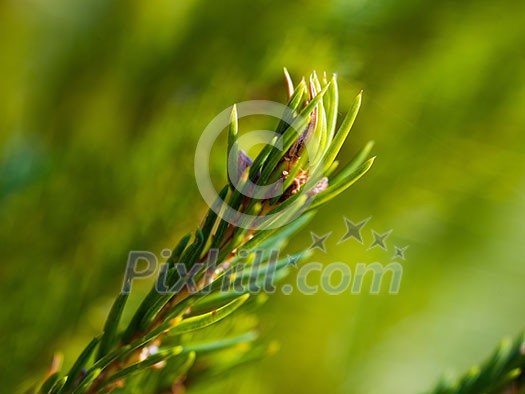 green  forest background prickly branches of a fur tree or pine tree