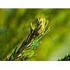 green  forest background prickly branches of a fur tree or pine tree