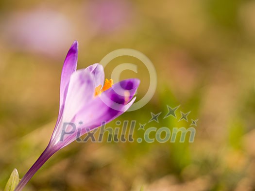 crocus purple flower first sign of spring