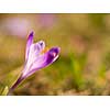 crocus purple flower first sign of spring