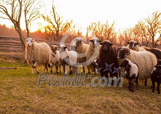 sheeps farm animal group flock in grass field on spring sunset are prepare for Islamic sacrifice festival eid al adha sheeps farm animal group flock in grass field on spring sunset are prepare for Islamic sacrifice festival eid al adha