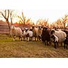 sheeps farm animal group flock in grass field on spring sunset are prepare for Islamic sacrifice festival eid al adha