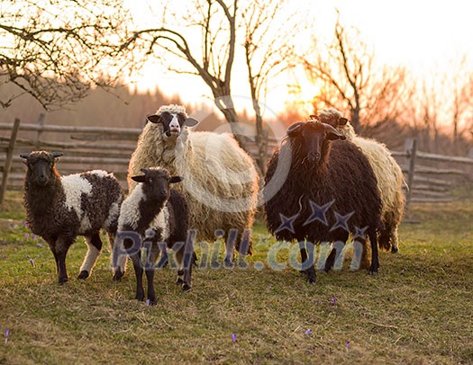 sheeps farm animal group flock in grass field on spring sunset are prepare for Islamic sacrifice festival eid al adha sheeps farm animal group flock in grass field on spring sunset are prepare for Islamic sacrifice festival eid al adha