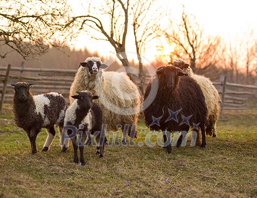 sheeps farm animal group flock in grass field on spring sunset are prepare for Islamic sacrifice festival eid al adha