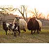 sheeps farm animal group flock in grass field on spring sunset are prepare for Islamic sacrifice festival eid al adha