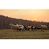 sheeps farm animal group flock in grass field on spring sunset are prepare for Islamic sacrifice festival eid al adha