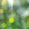 Bright sunlight on a green blurred background bokeh. Natural summer background.