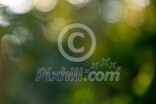 Green foliage. Natural blurred background bokeh on a sunny summer day.